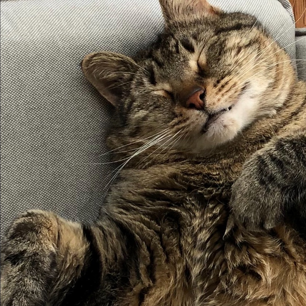 Meet your Posher, Rachel